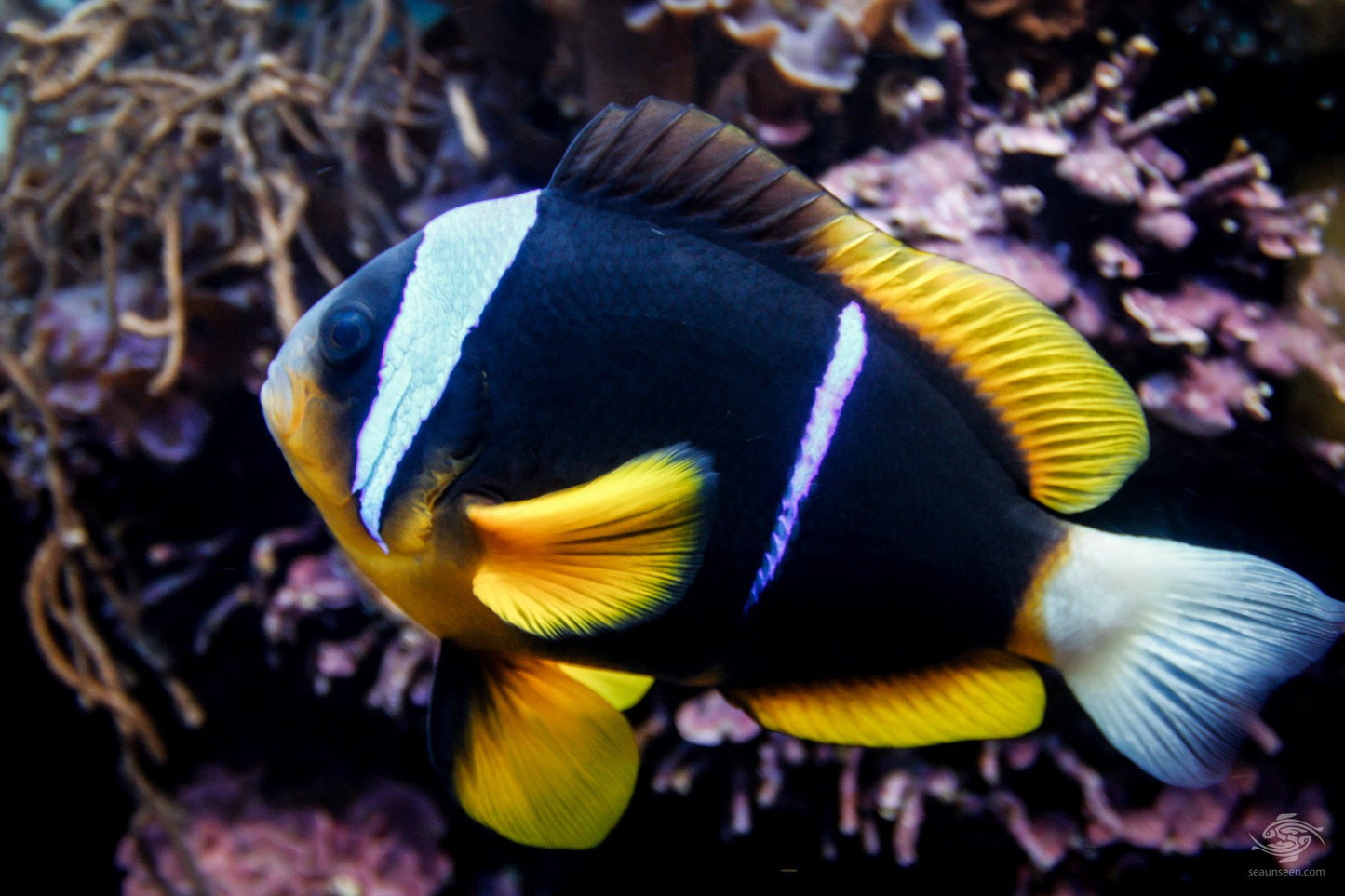 Allard´s clownfish