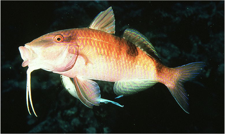 Brown Goatfish