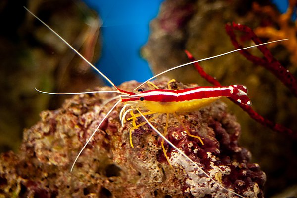 Cleaner Shrimps