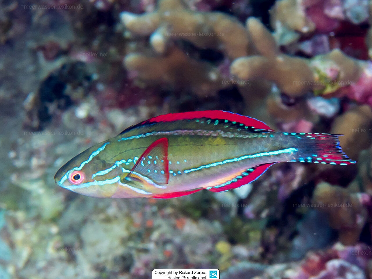 Exquisite Wrasse