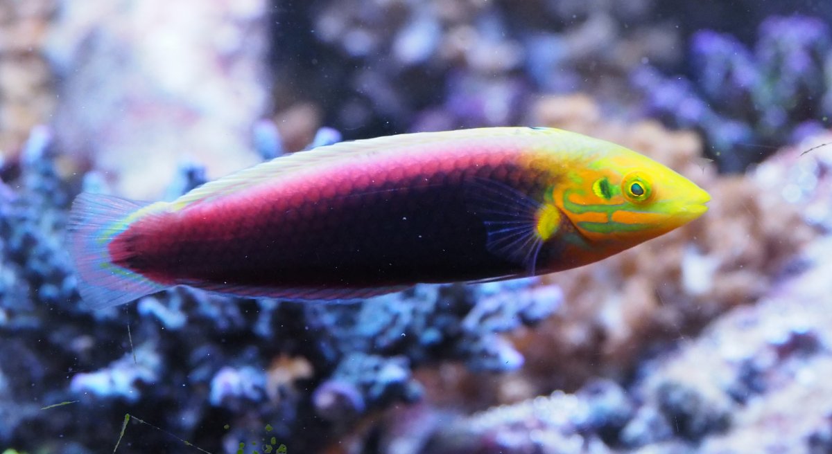 Radiant Wrasse