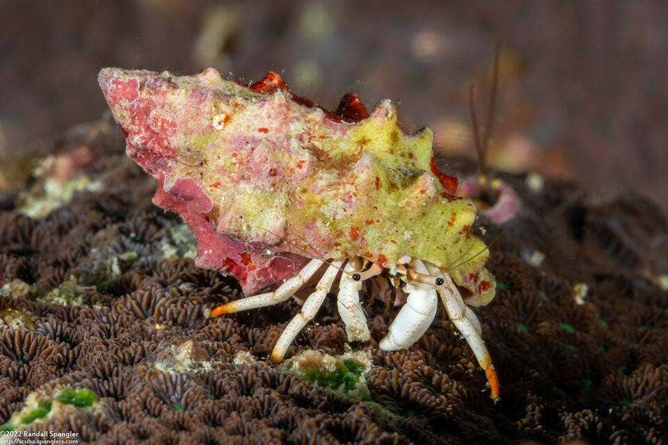 Hermit Crab(White scissor)