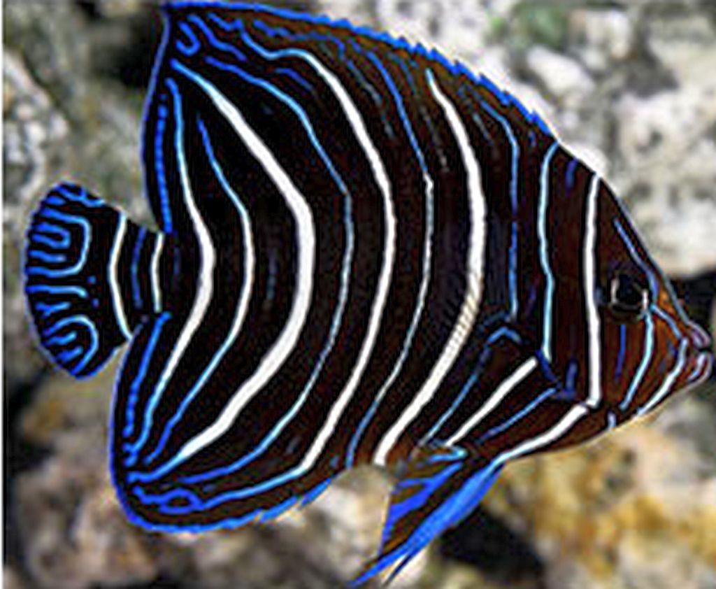 Koran Angelfish