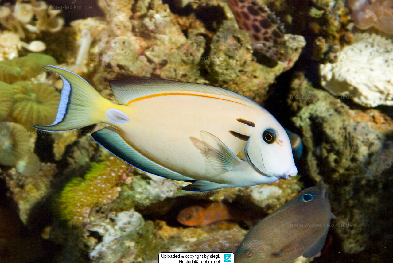 Lieutenant Surgeon Fish