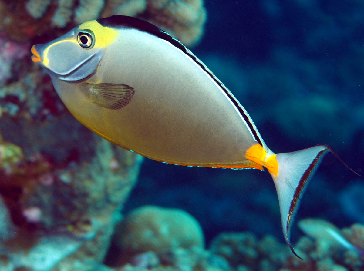 Orange-spine Unicornfish