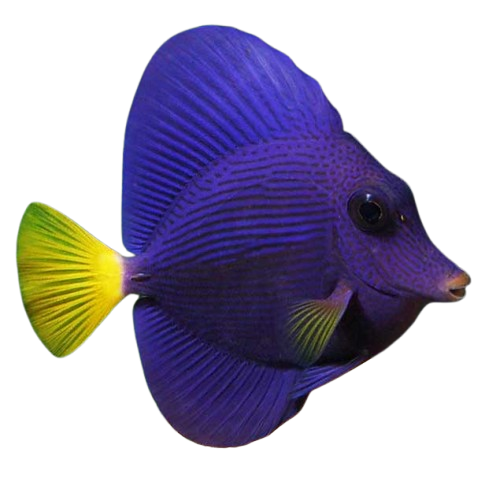 Purple Tang