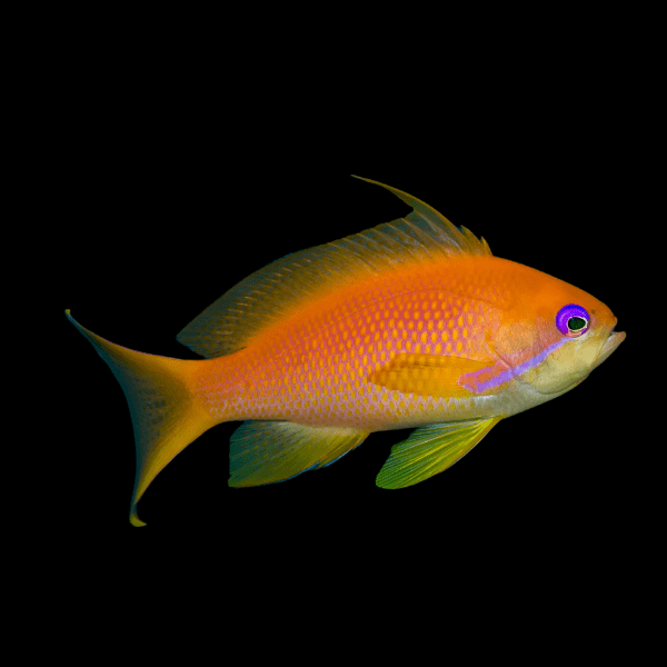 Lyretail Coralfish (Nice Color)
