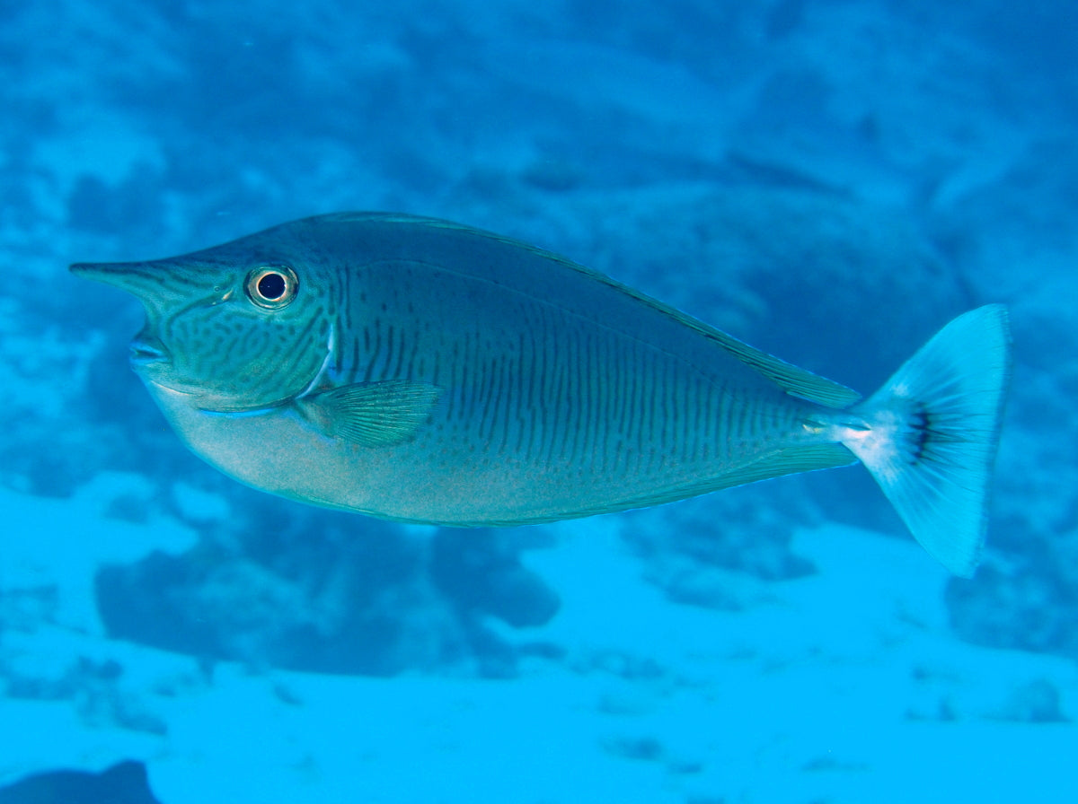Spotted Unicornfish