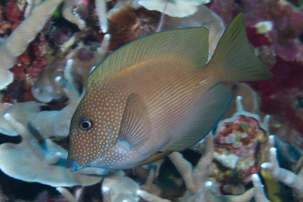 Striatus bristletooth