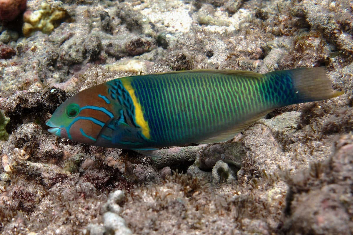 Goldbar Wrasse