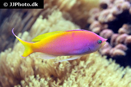 Threadfin Goldie-Female