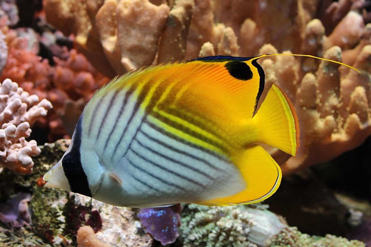 Treadfin Butterflyfish