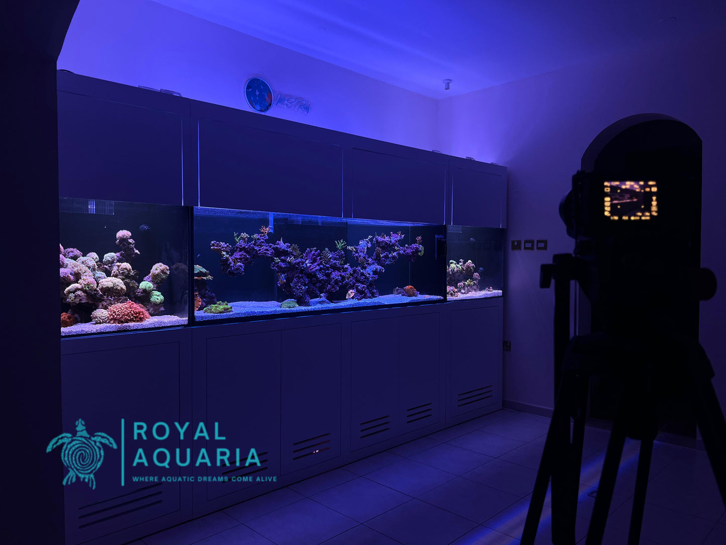 Custom Aquarium Services - Contact for Quote