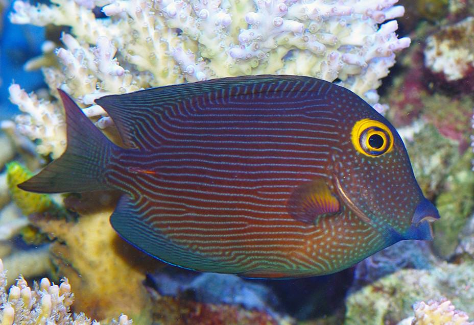 Yellow eye tang