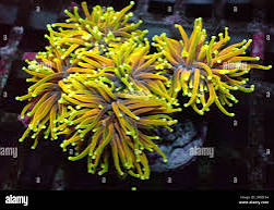 Neon Gold Torch Colony (Per Head)