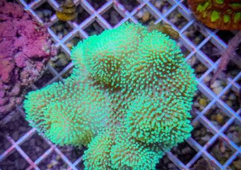 Toadstool Leather coral colony