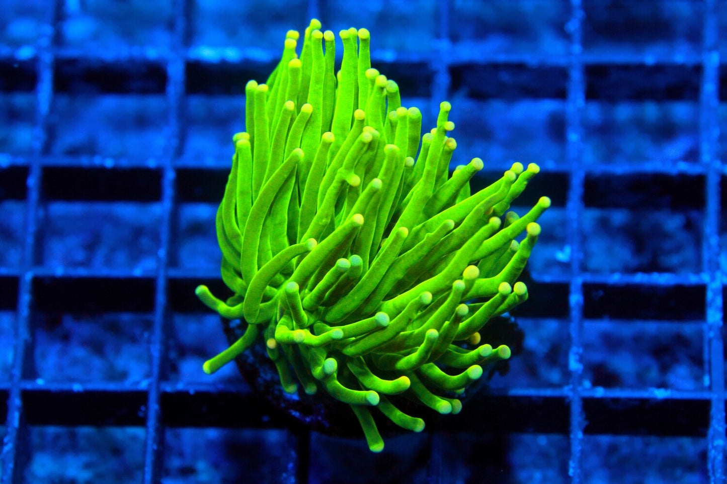 Green Tip Torch coral
