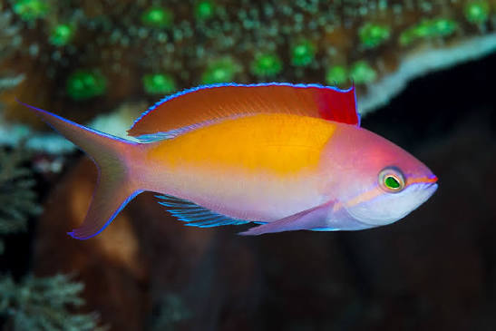 Redfin Anthias Fish (Male)