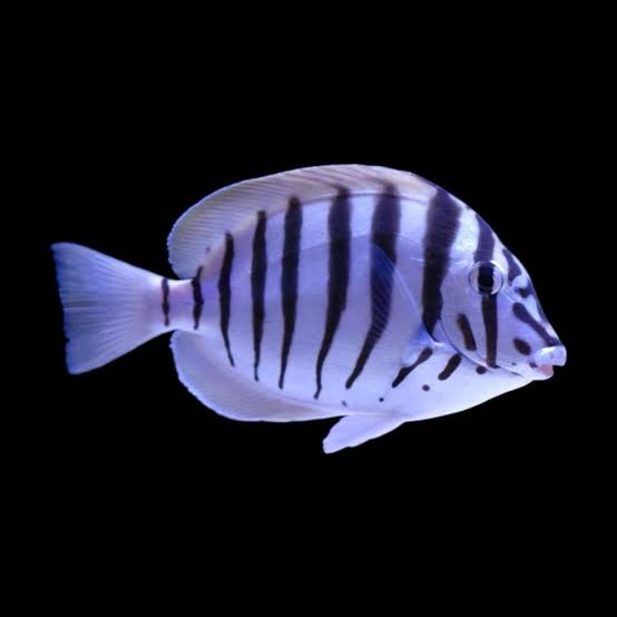 Zebra tang fish
