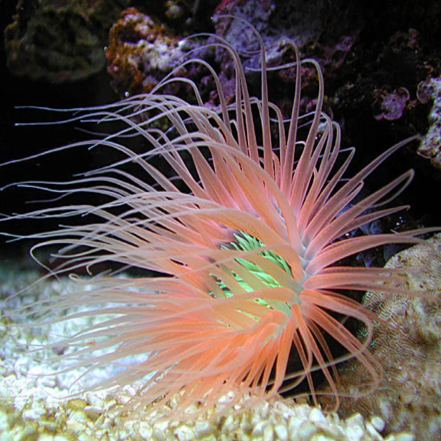 Tube Anemone Orange