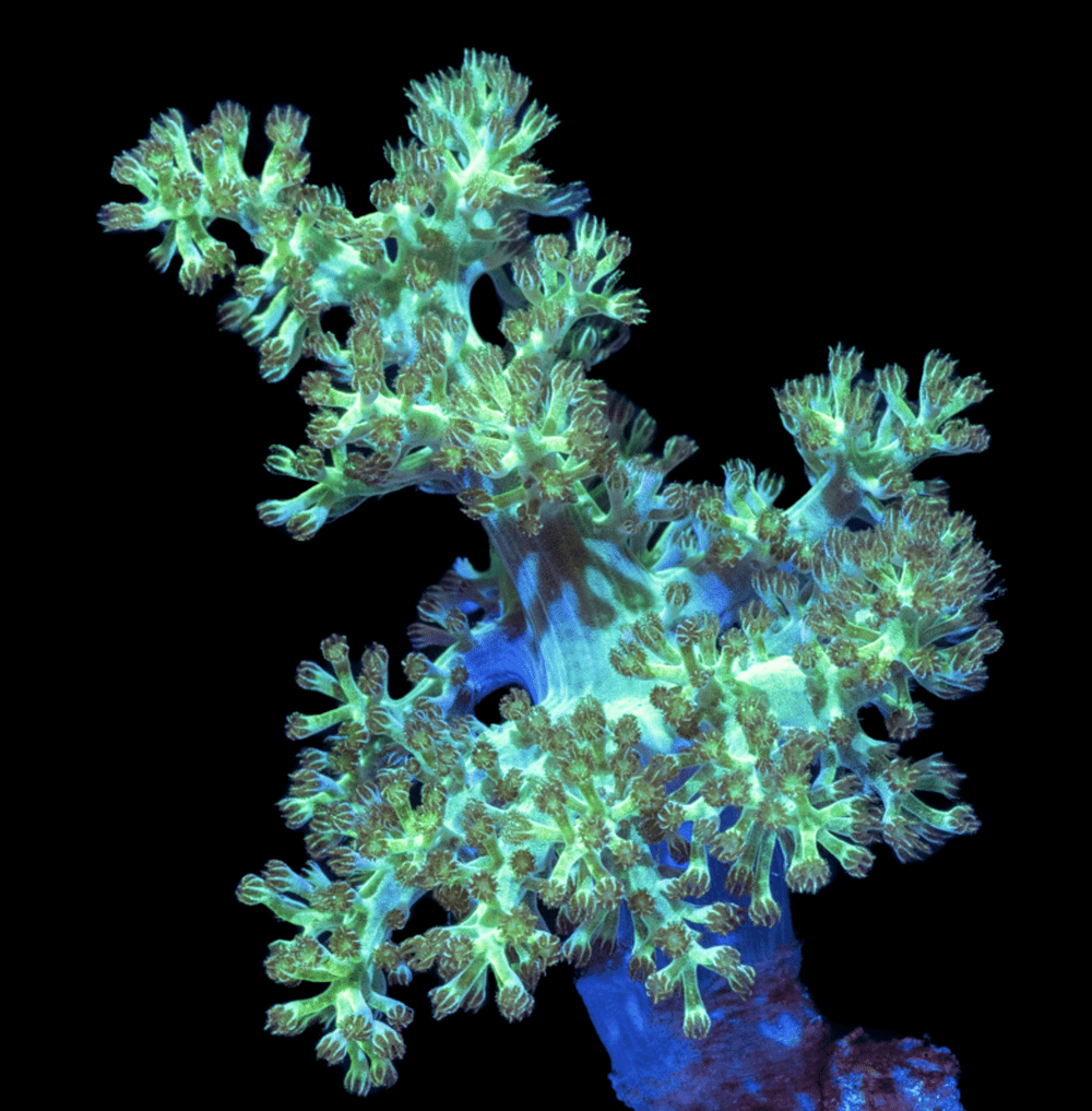 Green Kenya Tree Coral Frag