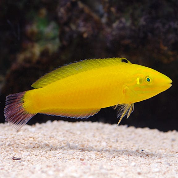 Yellow wrasse