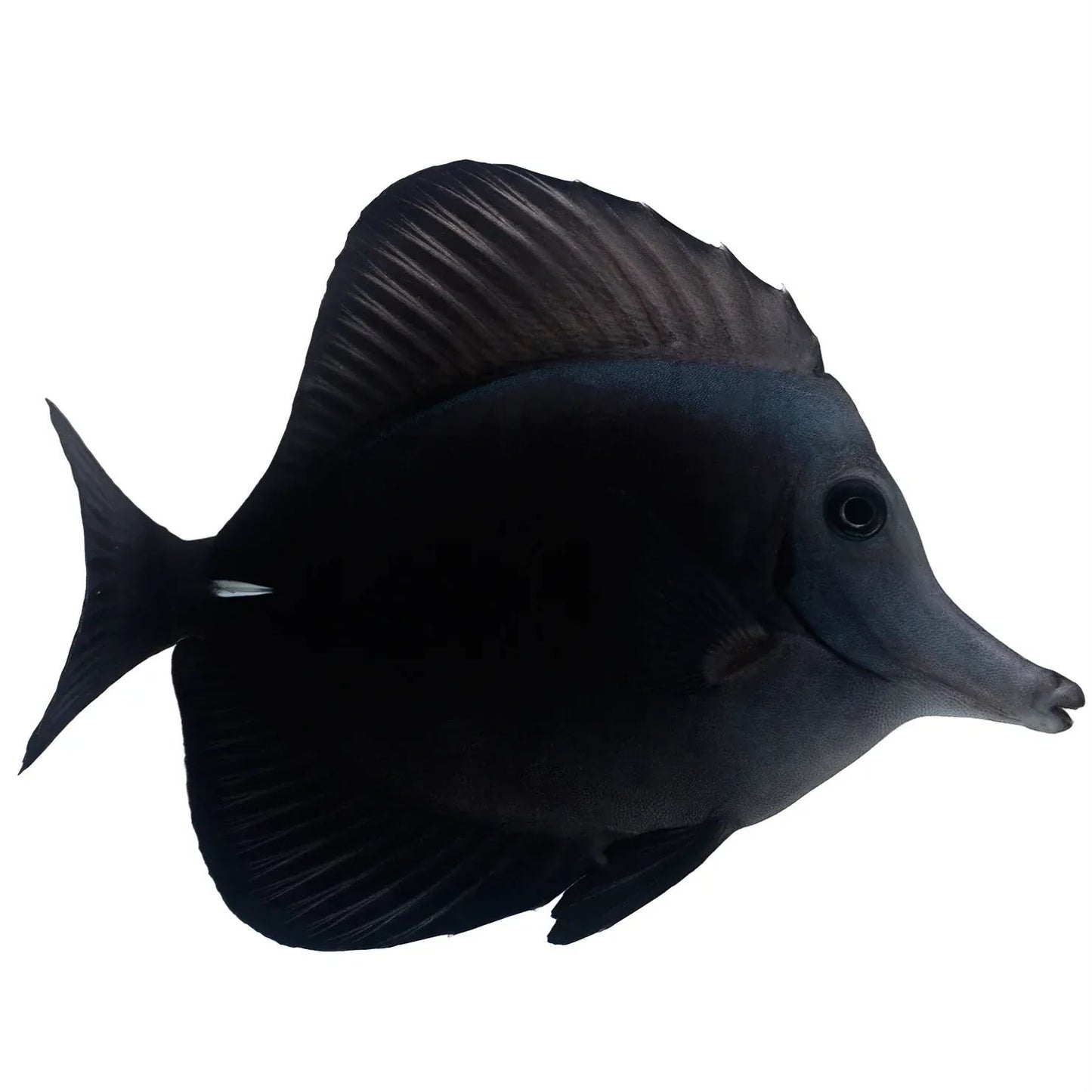 Black Tang ( Rare)- XL