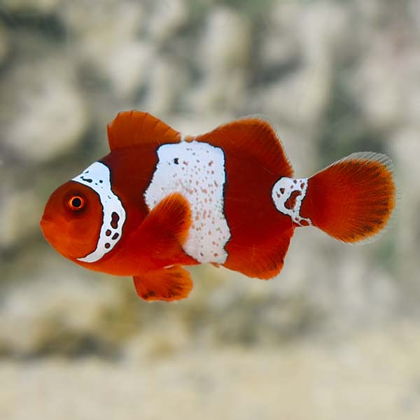 Lightning Maroon Clown Fish