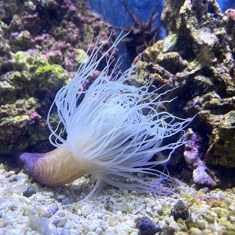 Tube Anemone White