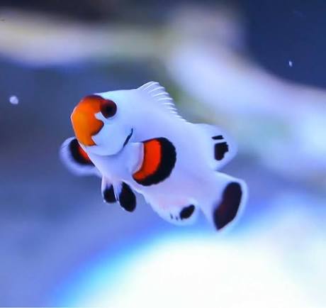 Patinum Clown Fish