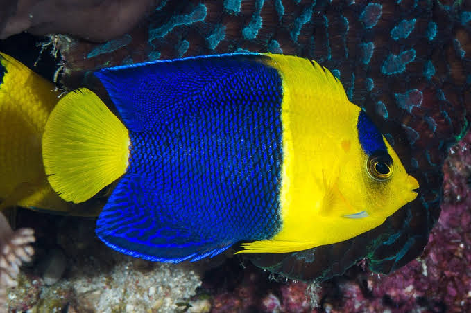 Bicolor angel fish