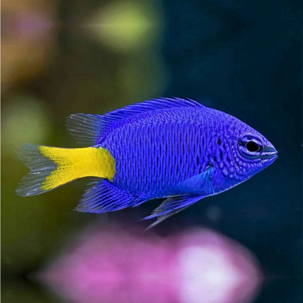 Yellow tail damsel fish