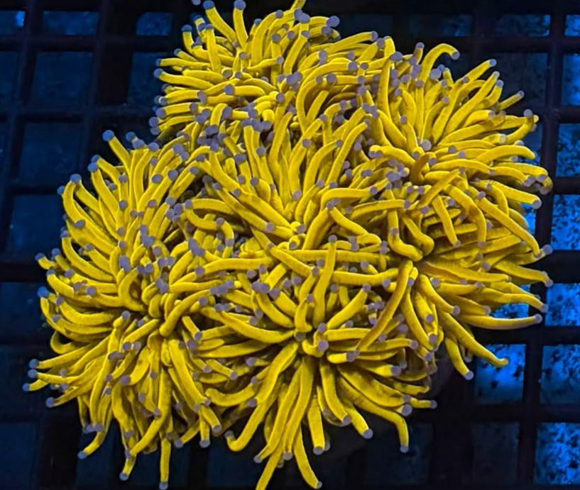 24k Gold Torch Coral Colony ( Per Head)