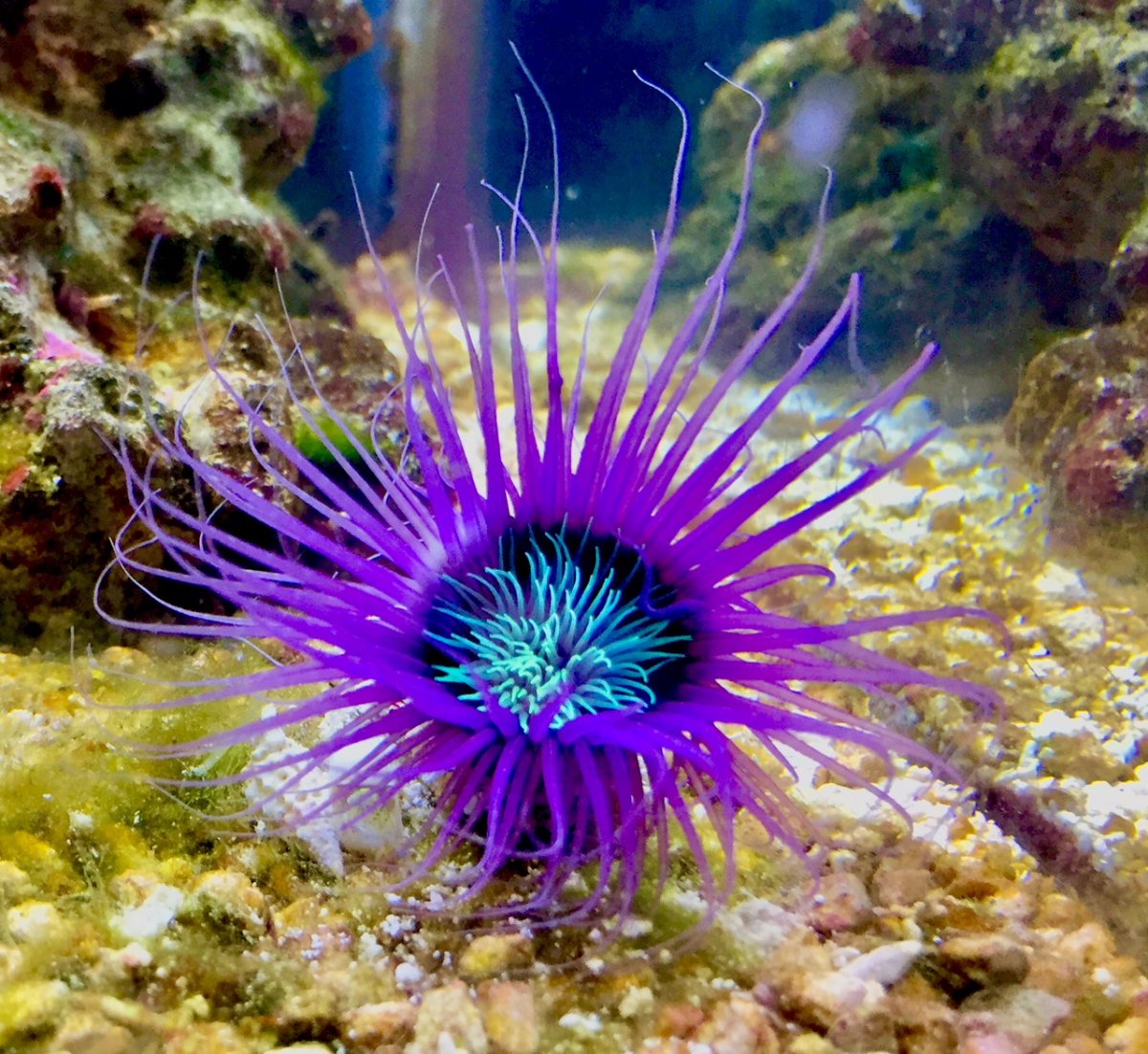 Tube Anemone Purple