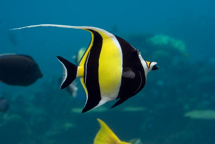 Moorish idol fish