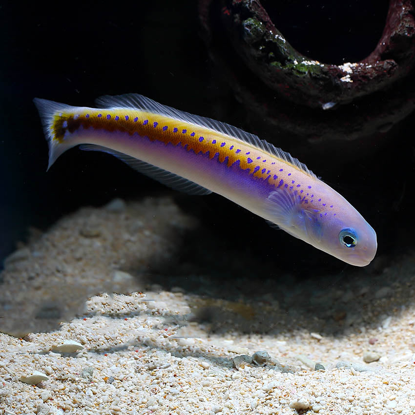 tile fish