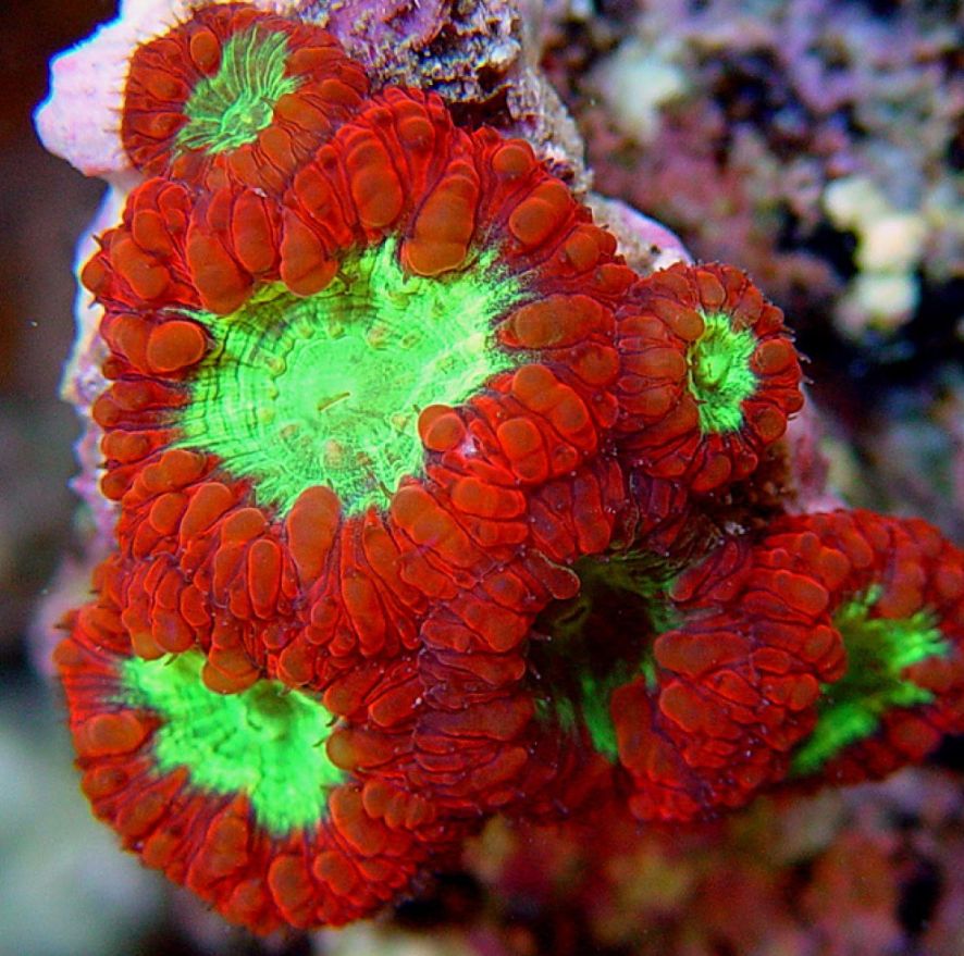 Live Corals