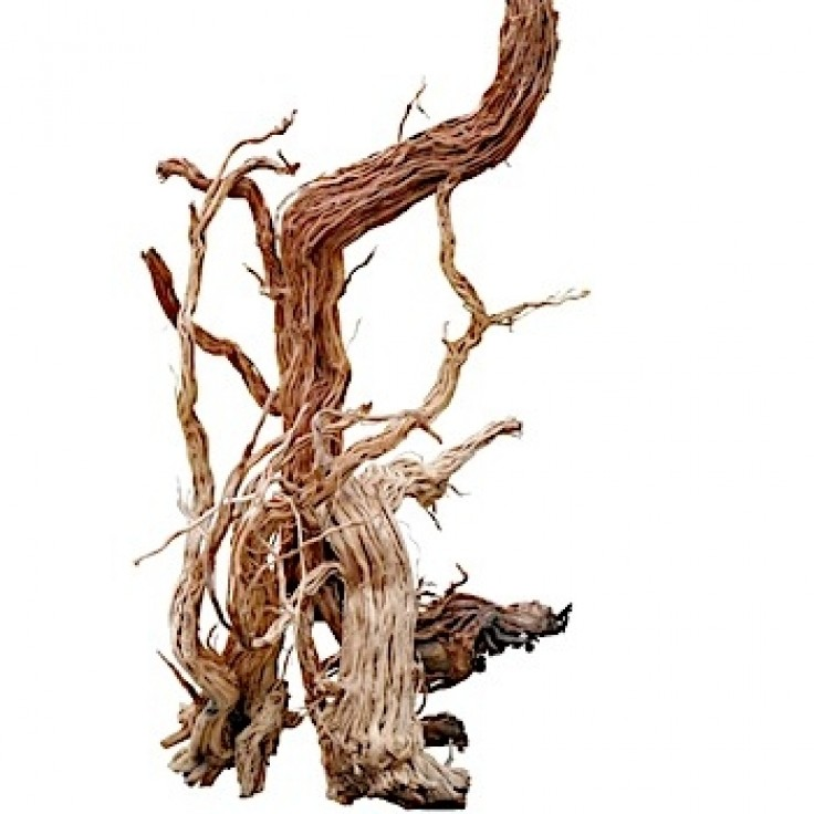 Drift Wood