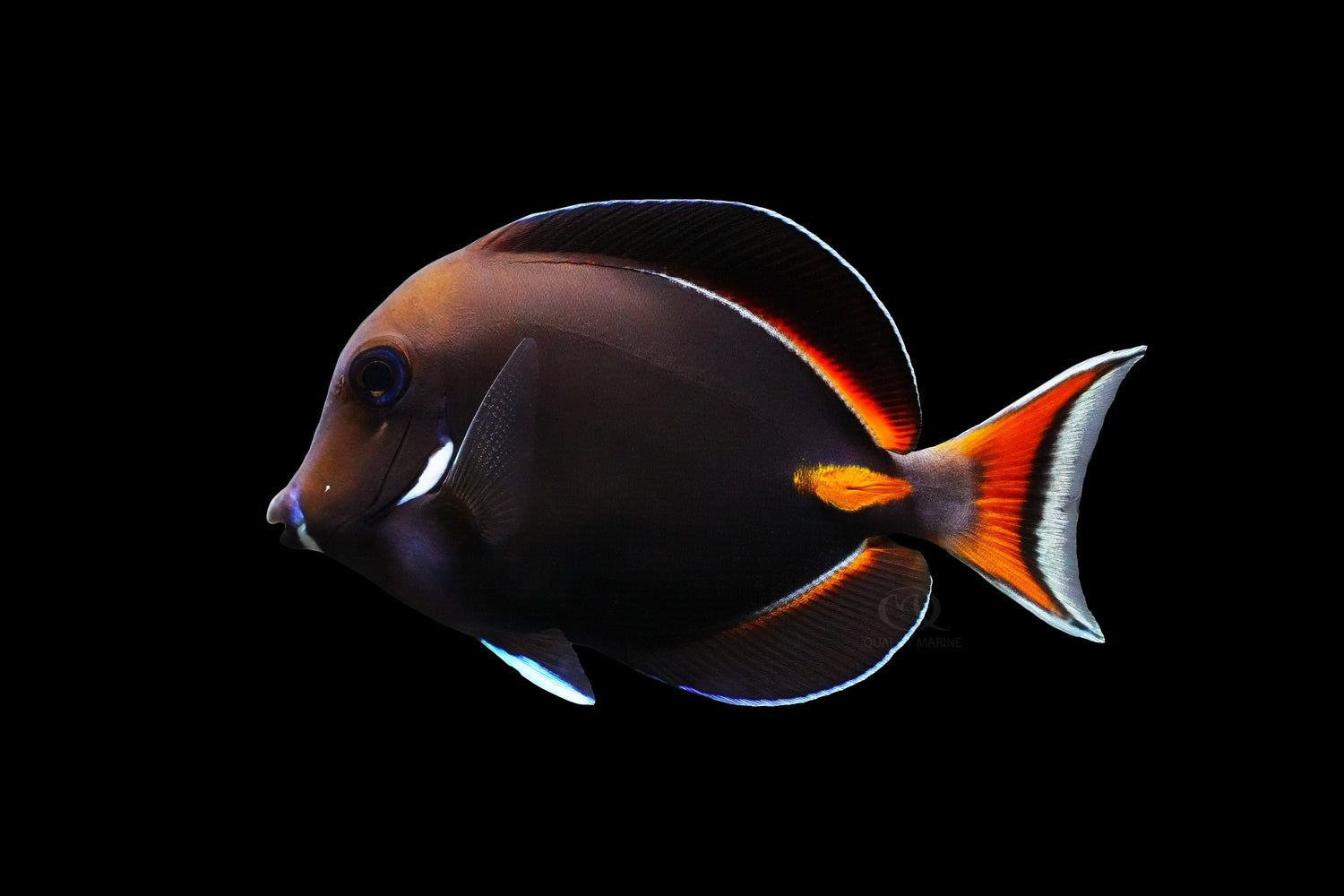 Live Marine Fish
