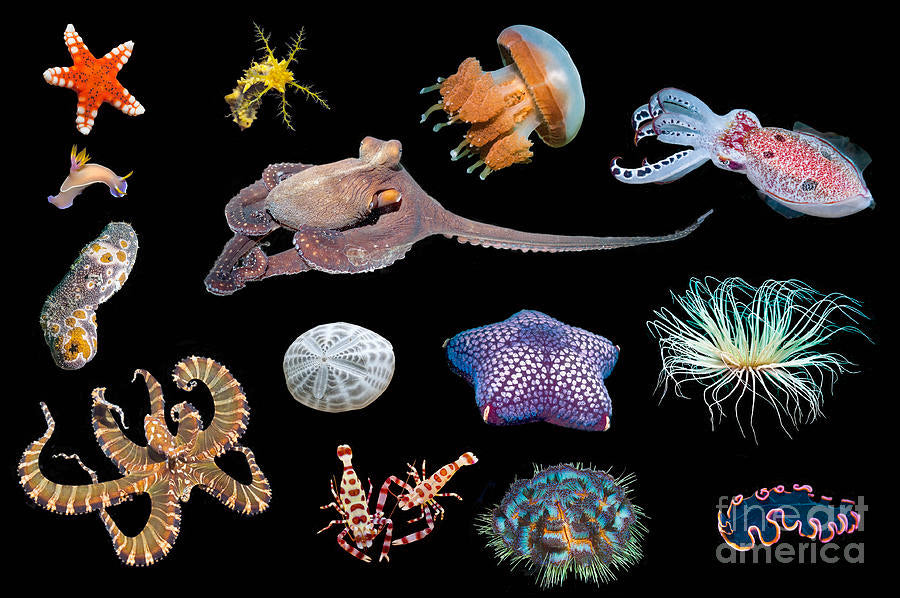 Live Marine Invertebrates
