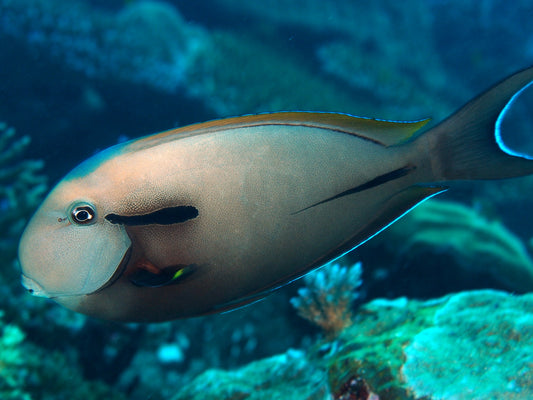 Epaulette surgeonfish