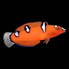 African Clown Wrasse