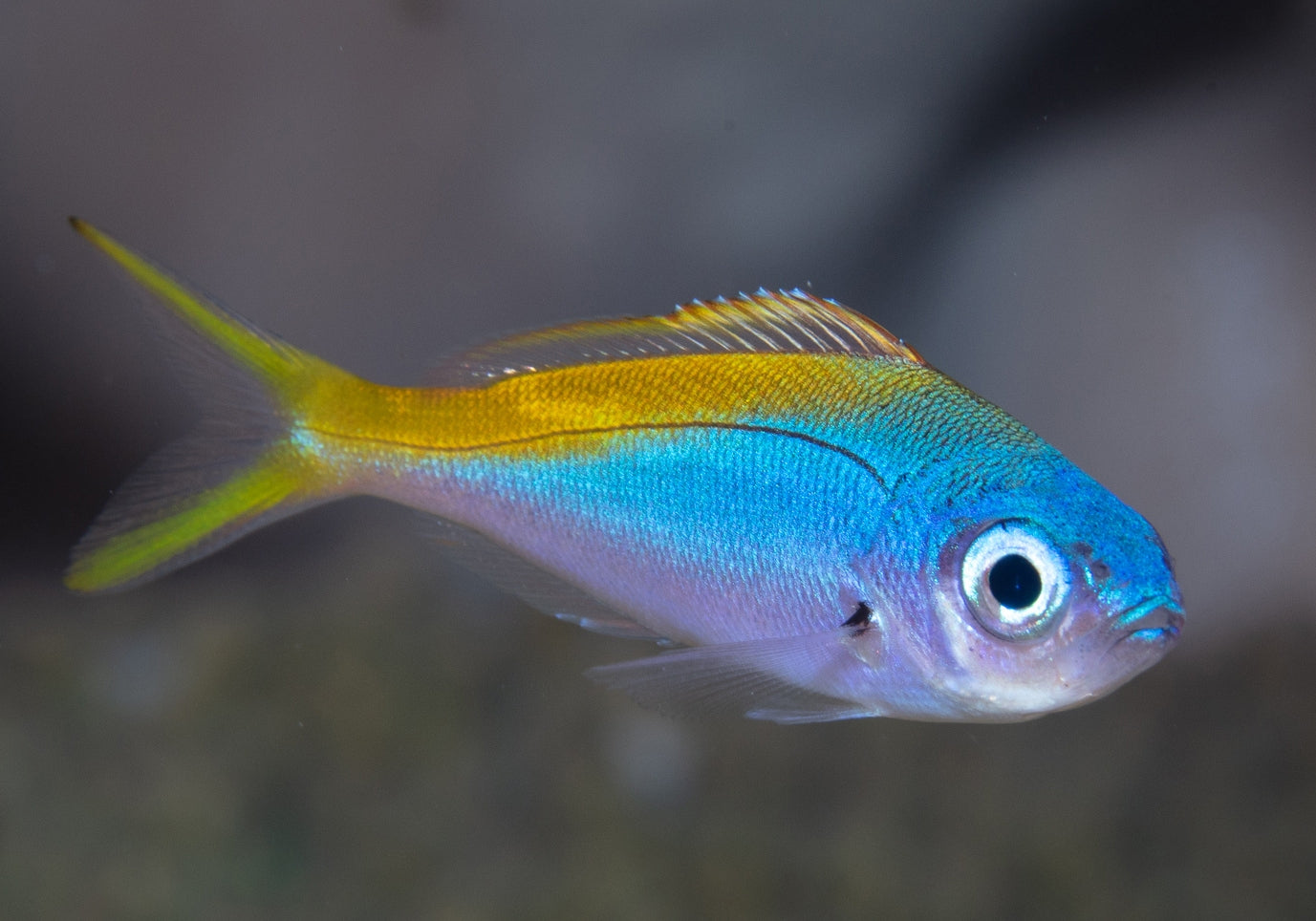 Blue-and-yellow Fusilier