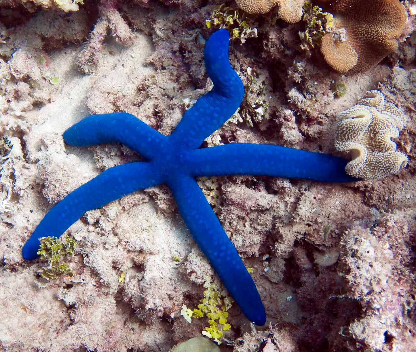 Light Blue Star Fish