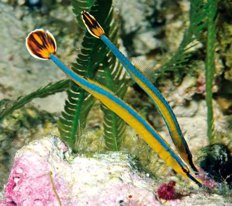 Bluestripe Pipefish