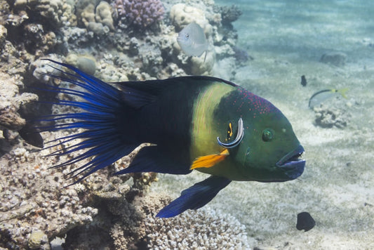 Cheilinus lunulatus (Broomtail wrasse)