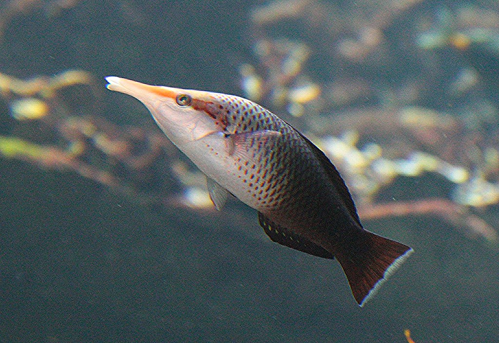 Brown Bird Wrasse - Female