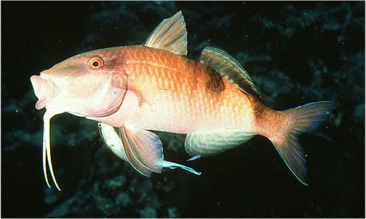 Brown Goatfish