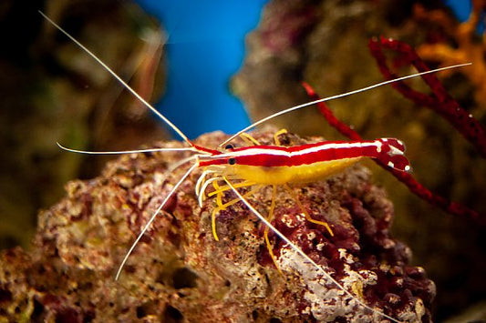 Cleaner Shrimps