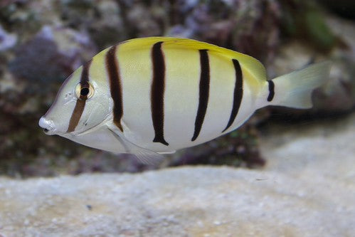Convict Surgeonfish